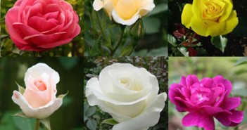 Những loài hoa đẹp ý nghĩa nên tặng bạn gái vào ngày Valentine Trắng 14/3-1