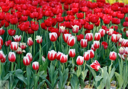 Những loài hoa đẹp ý nghĩa nên tặng bạn gái vào ngày Valentine Trắng 14/3-4