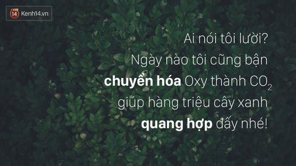 tuyen-tap-nhung-cau-noi-hay-thu-vi-nhat-ve-nhung-ke-luoi-bieng-bang-hinh-anh-6