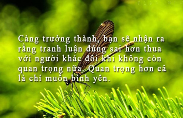 12-cau-noi-ve-cuoc-song-hay-bang-hinh-anh-ma-ban-khong-nen-bo-qua-1