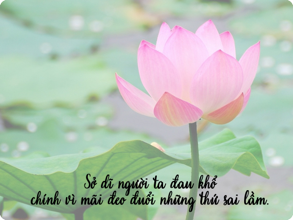 nhung-cau-noi-hay-ve-cuoc-song-khong-the-bo-qua-bang-hinh-anh-hoa-sen-1