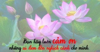 Những câu nói hay về cuộc sống không thể bỏ qua bằng hình ảnh hoa sen-6