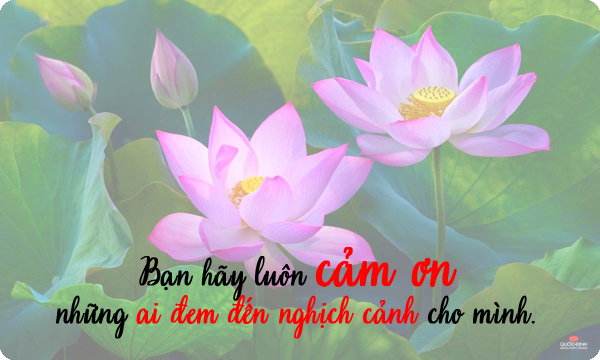 nhung-cau-noi-hay-ve-cuoc-song-khong-the-bo-qua-bang-hinh-anh-hoa-sen-6